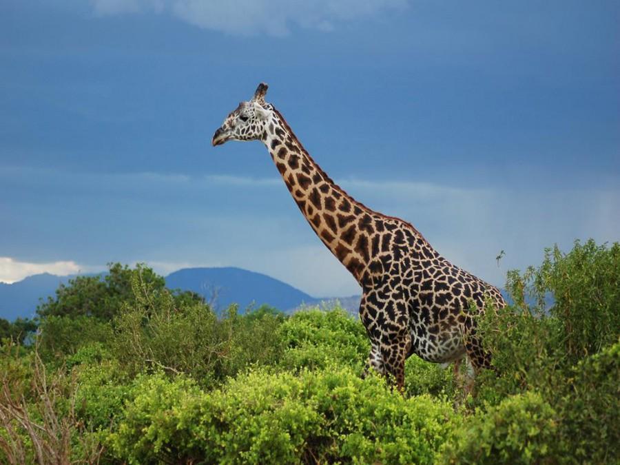 VIAGGIO IN KENYA