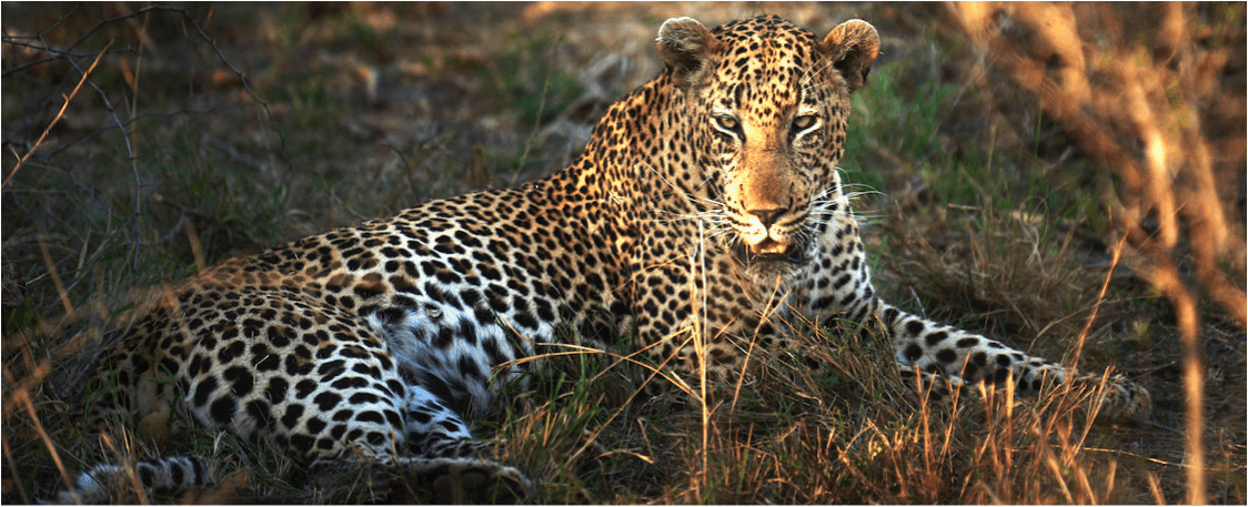 SUD  AFRICA  CON  NOSTRA  GUIDA  26 NOVEMBRE