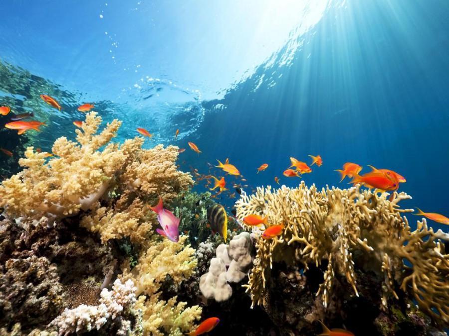 VIAGGIO A SHARM EL SHEIKH