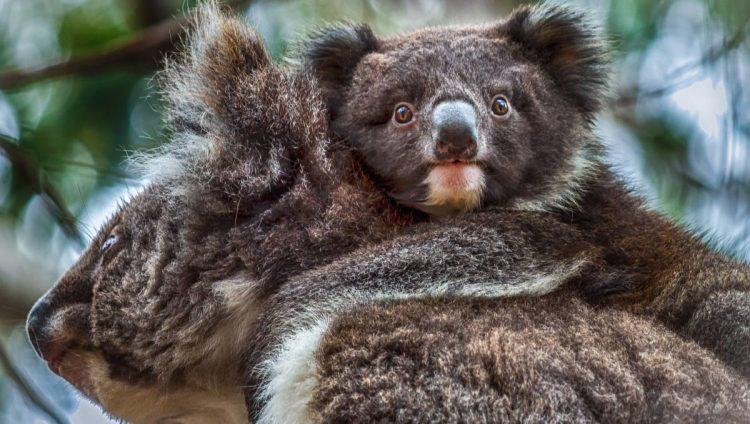 VIAGGIO DI NOZZE IN AUSTRALIA